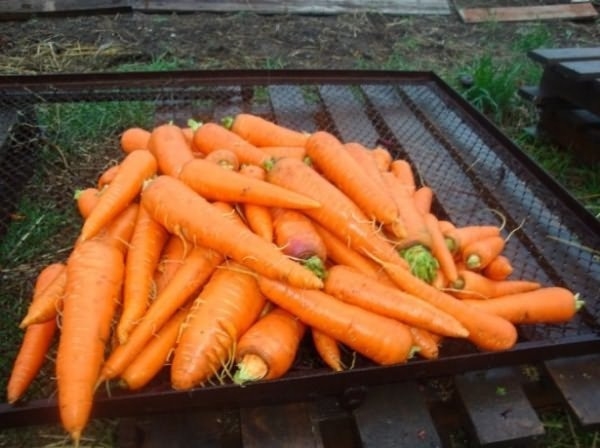 Чудо-раствор для моркови