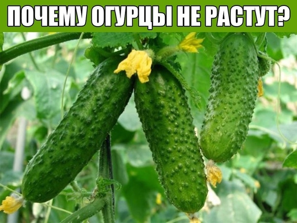 ПОЧЕМУ ОГУРЦЫ НЕ РАСТУТ?