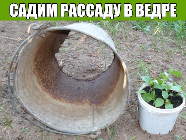 САДИМ РАССАДУ В ВЕДРЕ