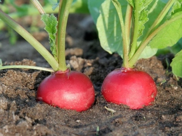 Почему редиска не завязывает корнеплоды? 5 распространенных ошибок