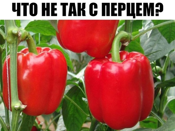 ЧТО НЕ ТАК С ПЕРЦЕМ?