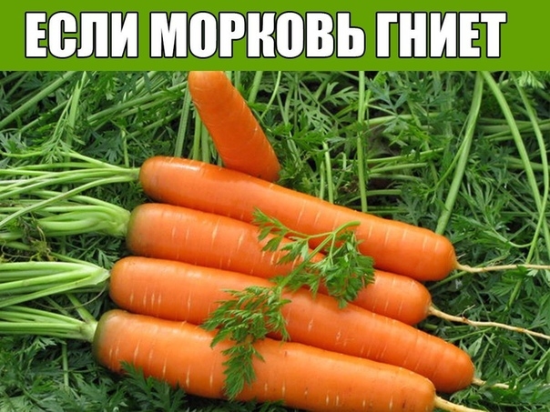 ЕСЛИ МОРКОВЬ ГНИЕТ