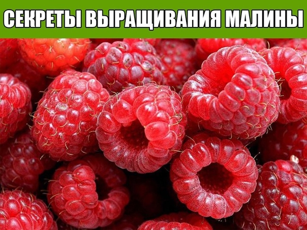 СЕКРЕТЫ ВЫРАЩИВАНИЯ МАЛИНЫ