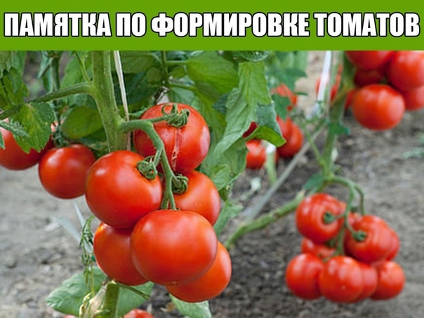 ПАМЯТКА ПО ФОРМИРОВКЕ ТОМАТОВ