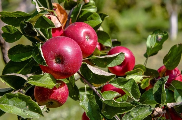 Как заставить яблоню плодоносить раньше