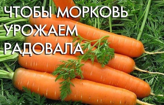 ЧТОБЫ МОРКОВЬ УРОЖАЕМ РАДОВАЛА