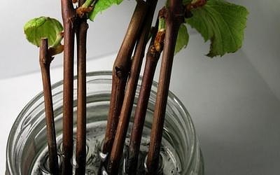 Правильное выращивание винограда из чубуков
