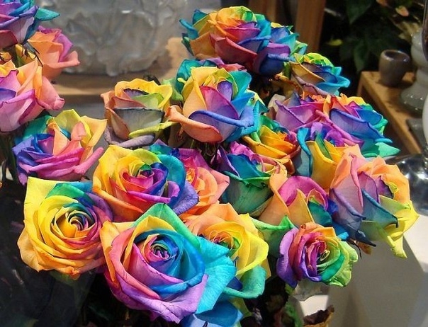 Радужные розы – результат разработанной технологии, идея которой принадлежит владельцу цветочной компании, голландцу Питеру Ван де Веркену. Благодаря экспериментам, проведенным двумя нидерландскими компаниями, F.J. Zandbergen и River Flowers, в 2004 году 