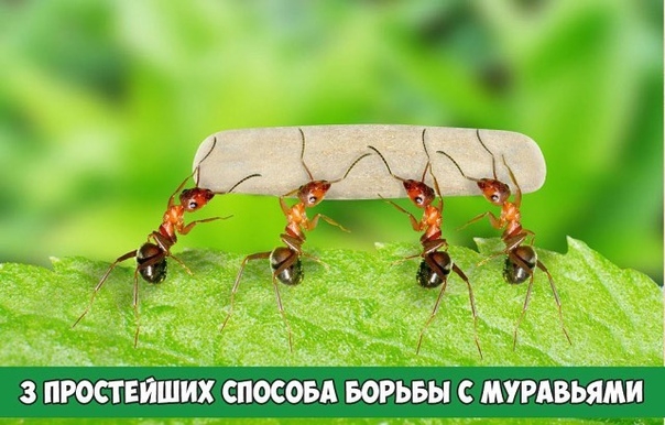Топ 3 простейших и надежных способа борьбы с садовыми муравьями