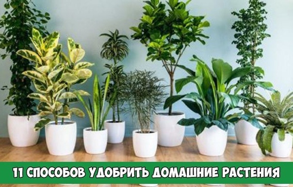11 способов удобрить домашние растения