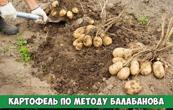 Гигантский урожай картофеля по методу Балабанова