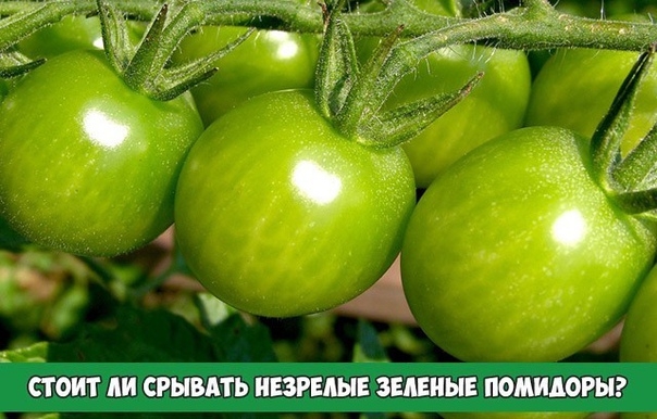 Стоит ли срывать незрелые зеленые помидоры?