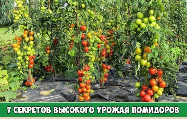 7 секретов высокого урожая помидоров