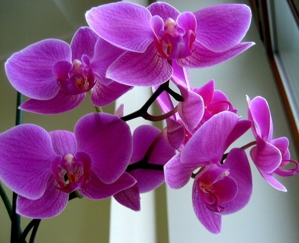 Любимая орхидея: как размножить цветок в домашних условиях