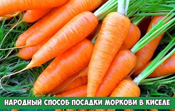 Народный способ посадки моркови в киселе.