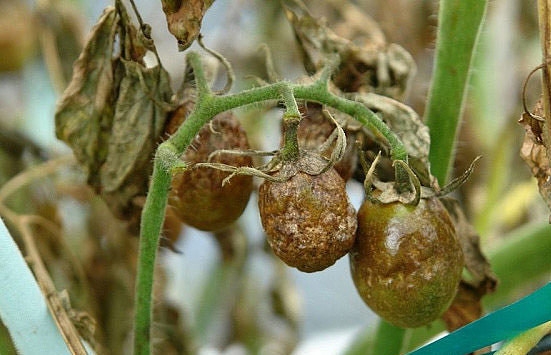 Лечение фитофтороза томатов народными методами