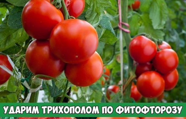 Ударим трихополом по фитофторозу