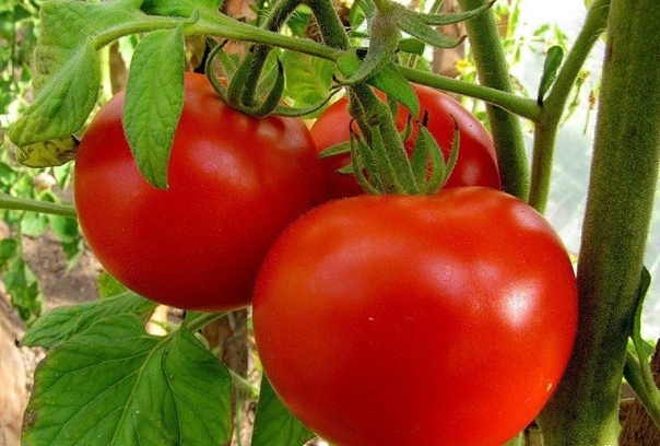 Чтобы томаты не жировали, не наращивали пышную зелень в ущерб урожаю, применяем пять приемов