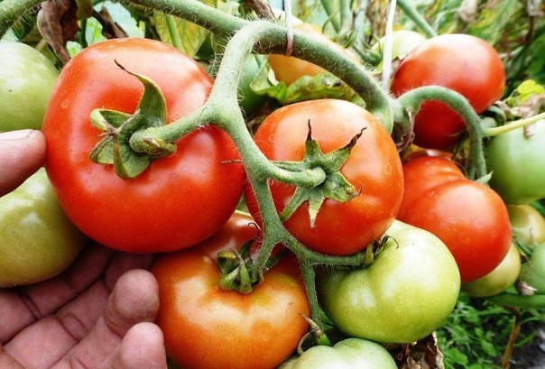 Фитофтора на помидорах, как бороться с грибком