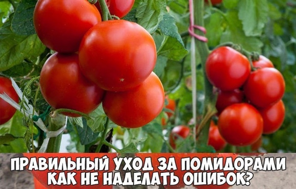 Правильный уход за помидорами. Как не наделать ошибок?