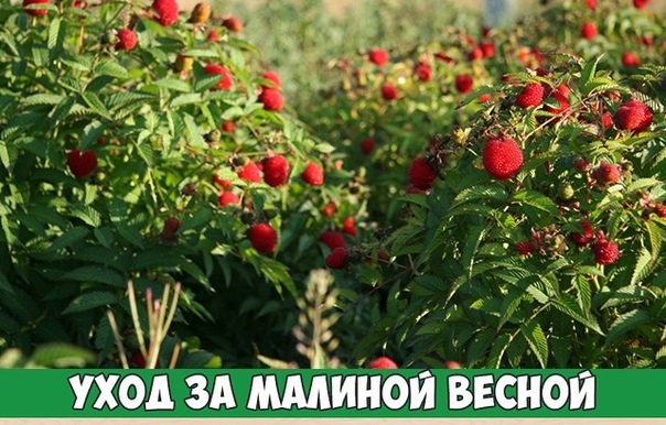 Уход за малиной весной