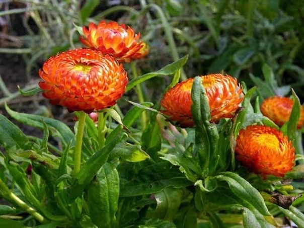Цветок гелихризум яркий представитель группы сухоцветов. Он смотрится эффектно на клумбе и в зимнем букете.