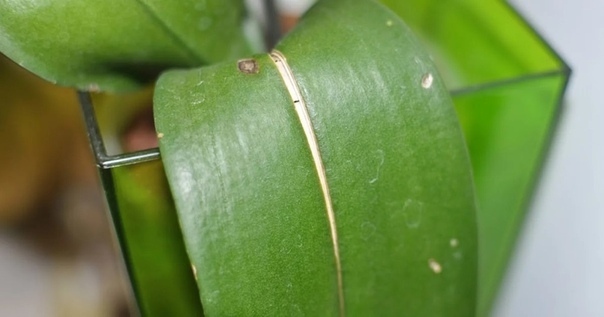Трещины и пятна на листьях орхидеи: что делать