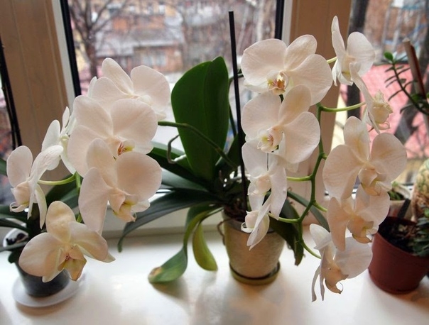 Ваша орхидея зацвела? Узнайте 5 главных правил ухода для длительного цветения