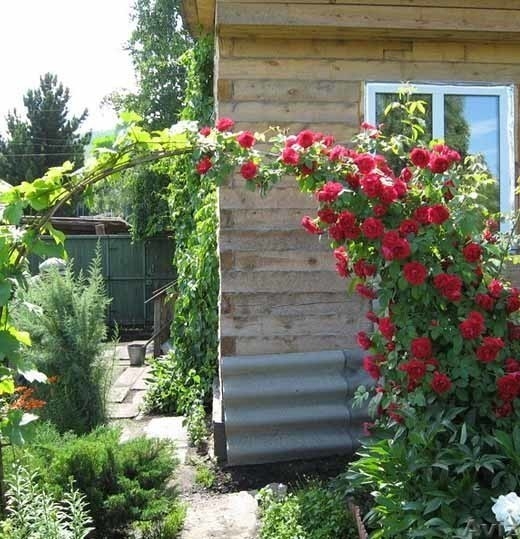 Плетистая роза - правильный уход: 35 садовых арок из роз