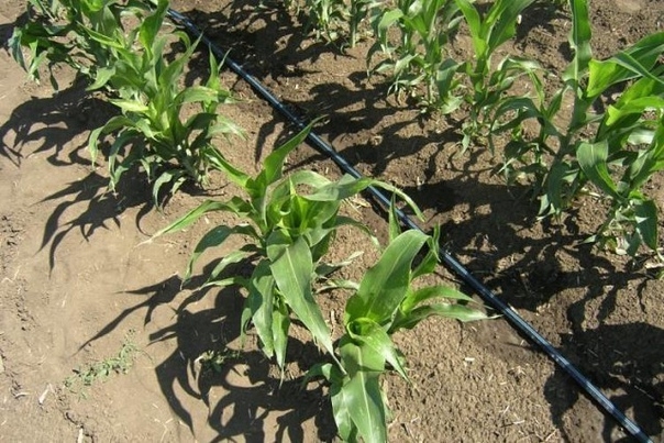 Выращивание кукурузы в открытом грунте, или как вырастить кукурузу на даче. Уход.
