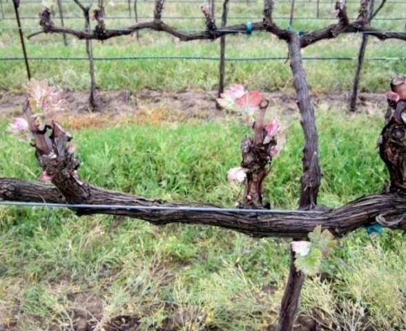 Обрезка винограда осенью для начинающих в картинках