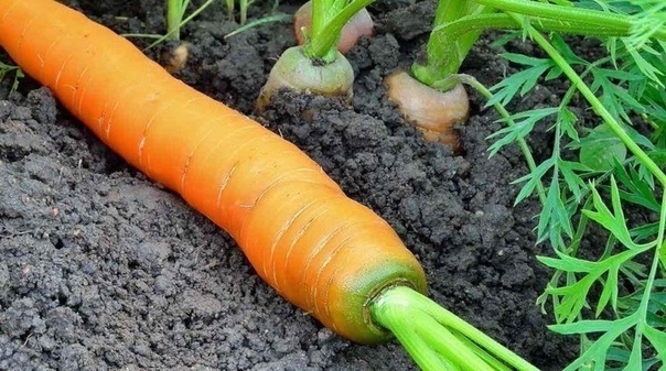 Почему морковь зеленеет и что с этим делать?