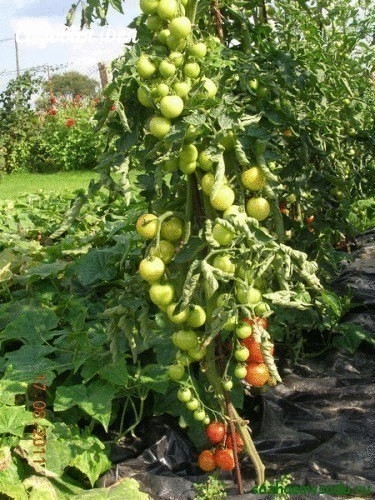 В прошлом году на одном из соседских участков я подсмотрел «Ленивый» способ выращивания помидоров, о котором хочу рассказать.