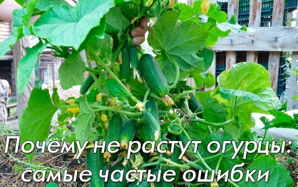 Почему не растут огурцы: самые частые ошибки