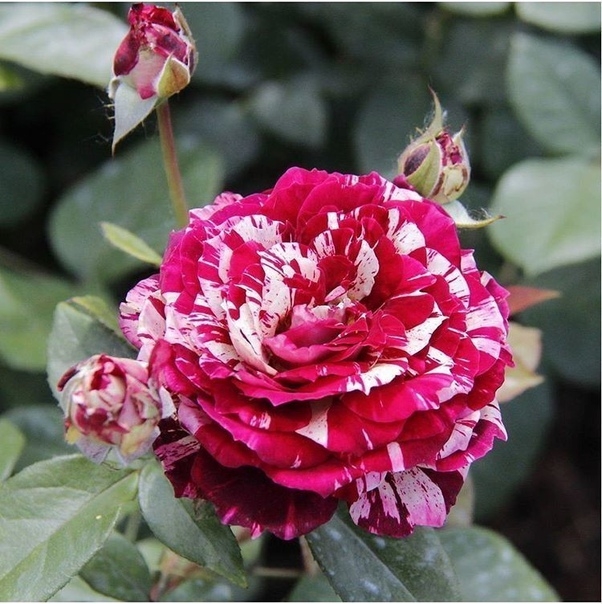 Чайно-гибридная роза Julio Iglesias (Хулио Иглесиас)