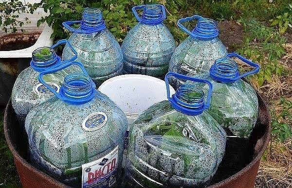 Очень интересный способ посадки огурцов под бутыли: