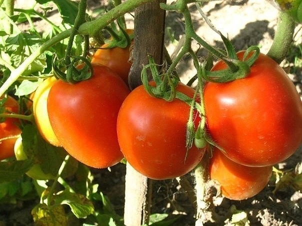 Как нельзя выращивать томаты