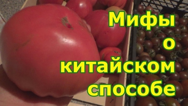 Мифы о выращивании томатов (помидоров)&#39;