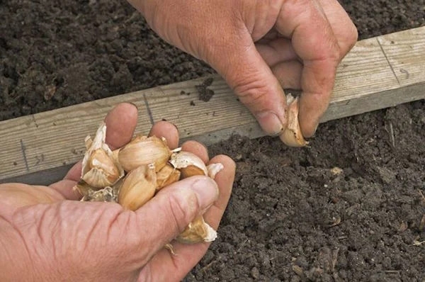 5 хитростей посадки озимого чеснока: как увеличить урожай в 1,5 раза