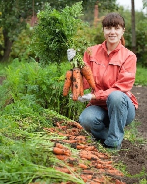 Основные причины мелкоплодности моркови
