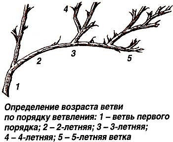 КАК ОБРЕЗАТЬ ЗАГУЩЕННЫЙ КРЫЖОВНИК?