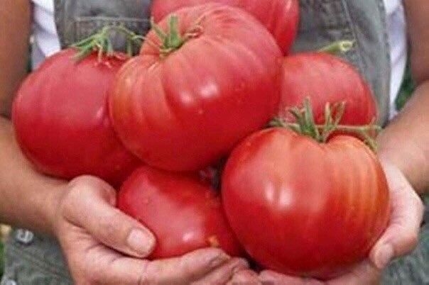 Уникальный способ посева томатов. Под зиму.