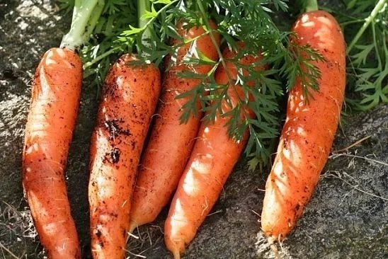 Уже много лет сажаю морковь и осенью, ем свою морковку уже в начале июня.