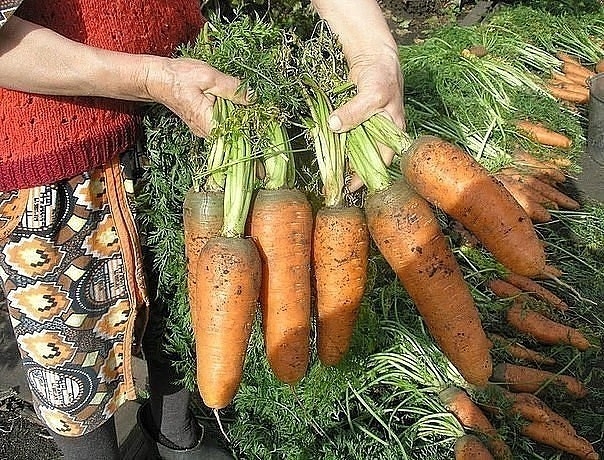 Необычный и эффективный способ посева моркови