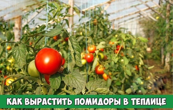 Как вырастить помидоры в теплице?