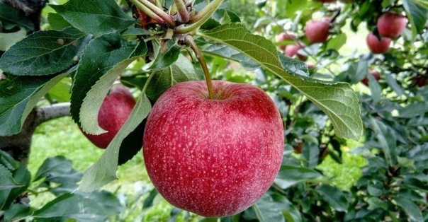 Как вырастить яблоню на садовом участке?