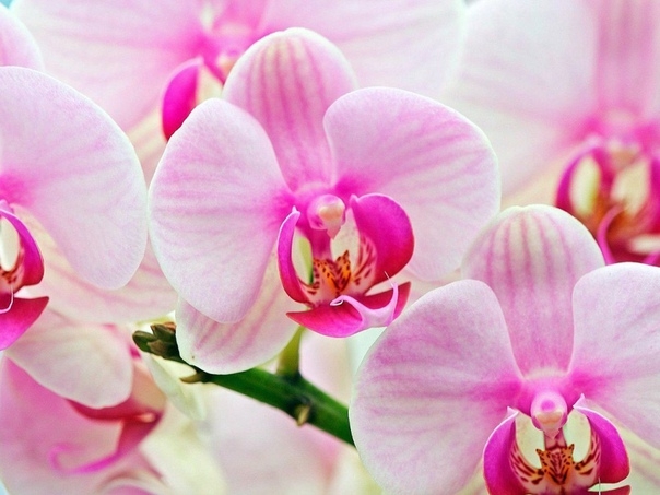Мифы об орхидеях