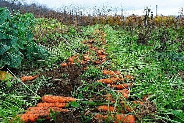 Пару морковных лайфхаков:
