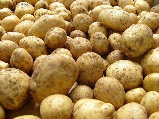 Болезни картофеля и как с ними бороться