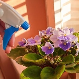 Требования комнатных растений к влажности воздуха